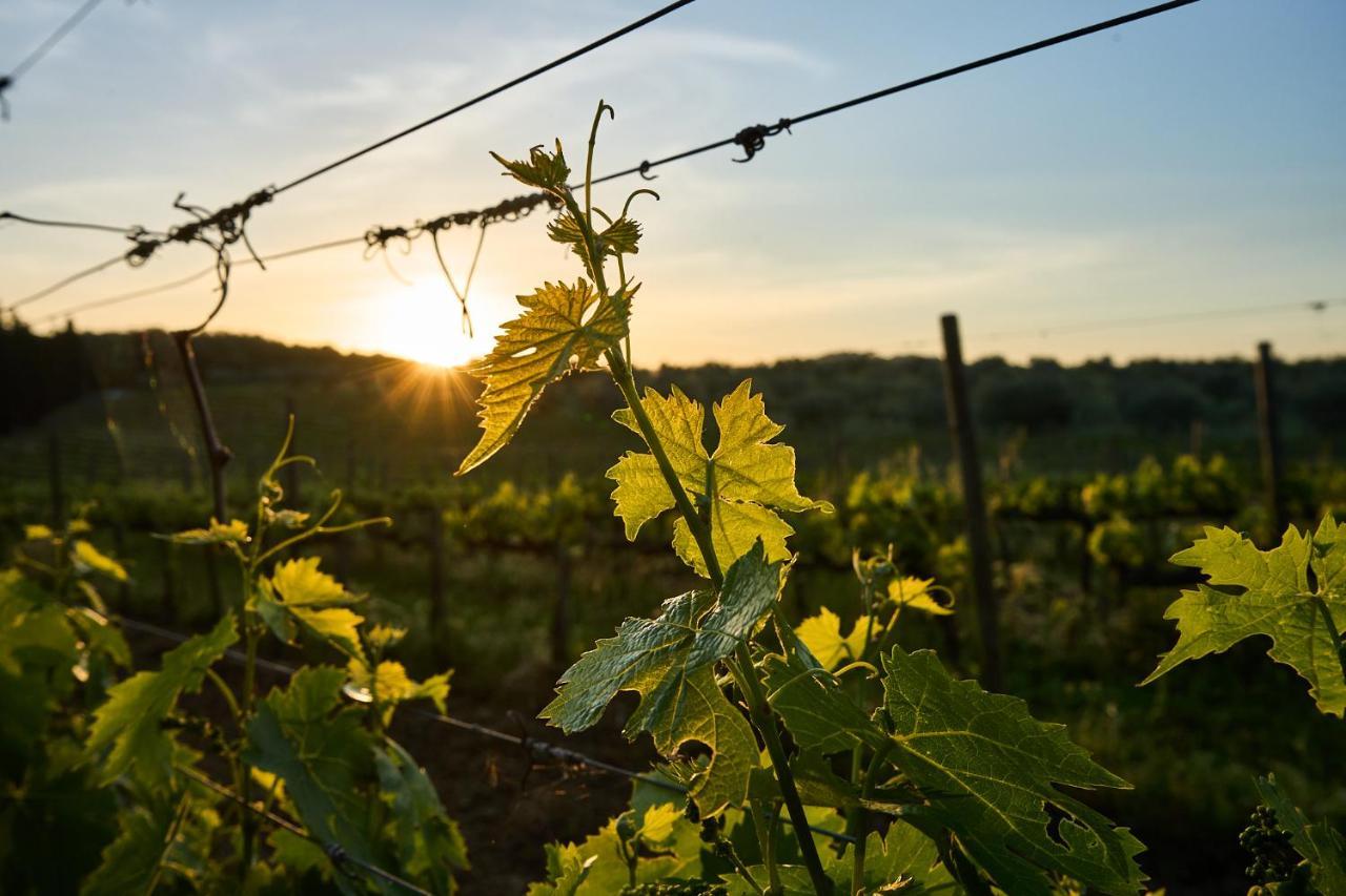Agriturismo Tesorino Massa Marittima Eksteriør billede
